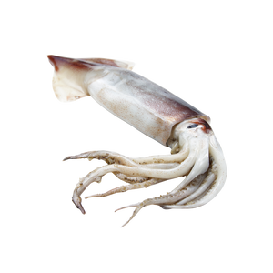 Calamar (kg)