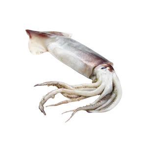 Calamar (kg)