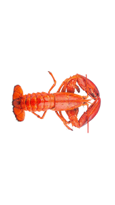 Langouste (kg)